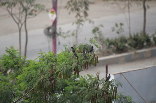 Jungle Myna (Acridotheres fuscus)