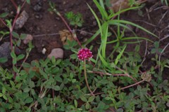 Trifolium burchellianum
