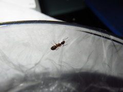 Camponotus clarithorax