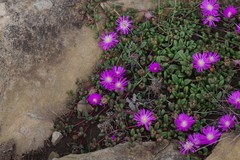 Delosperma subpetiolatum