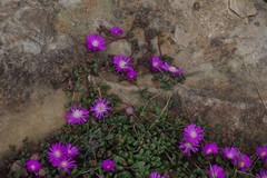 Delosperma subpetiolatum