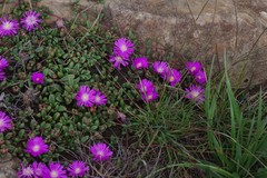 Delosperma subpetiolatum