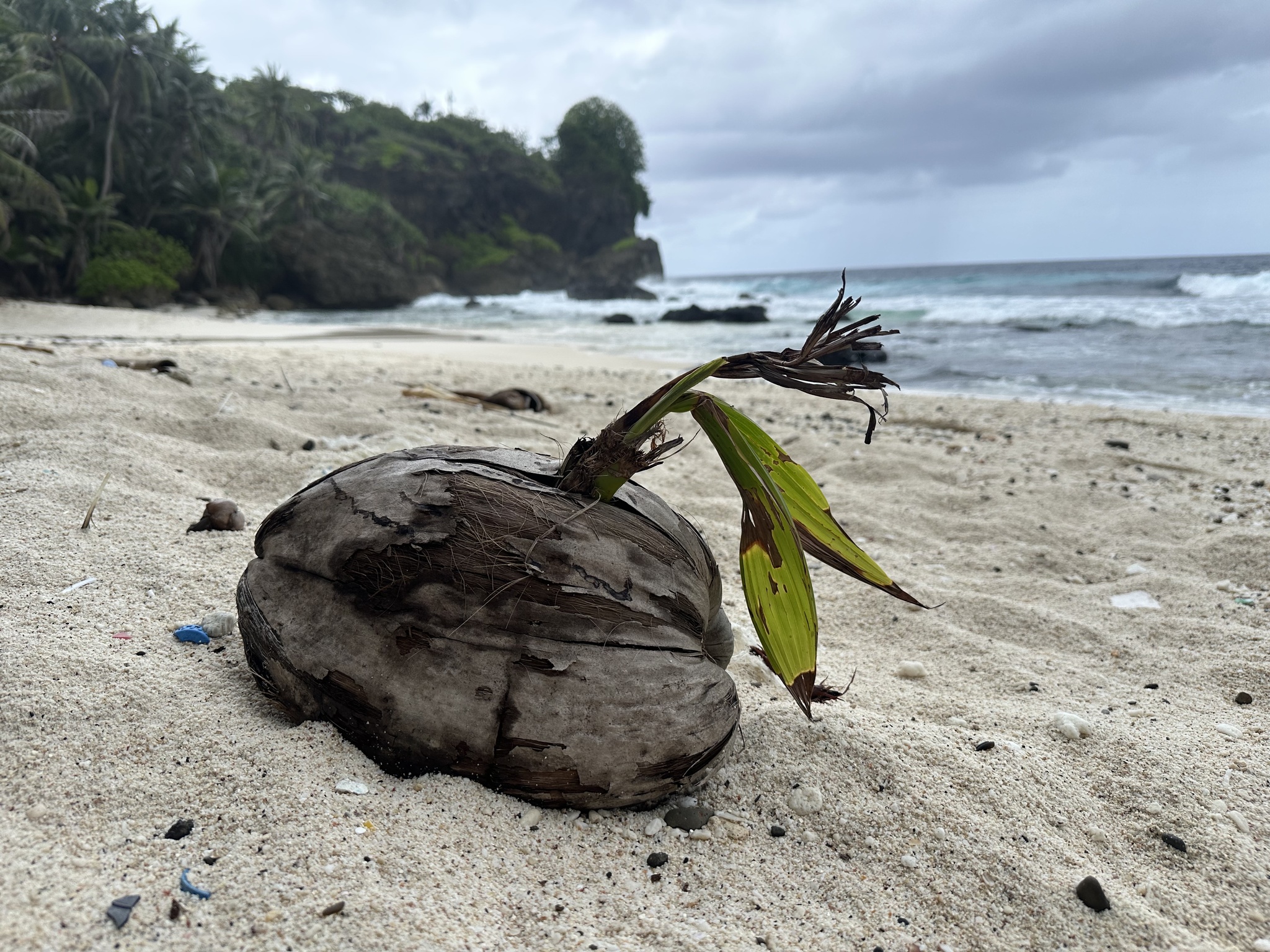 Foto de Cocos nucifera L.