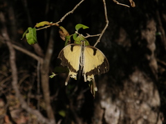 Papilio dardanus meriones