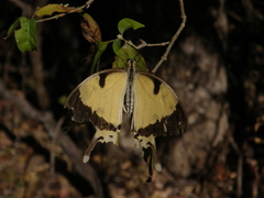 Papilio dardanus meriones