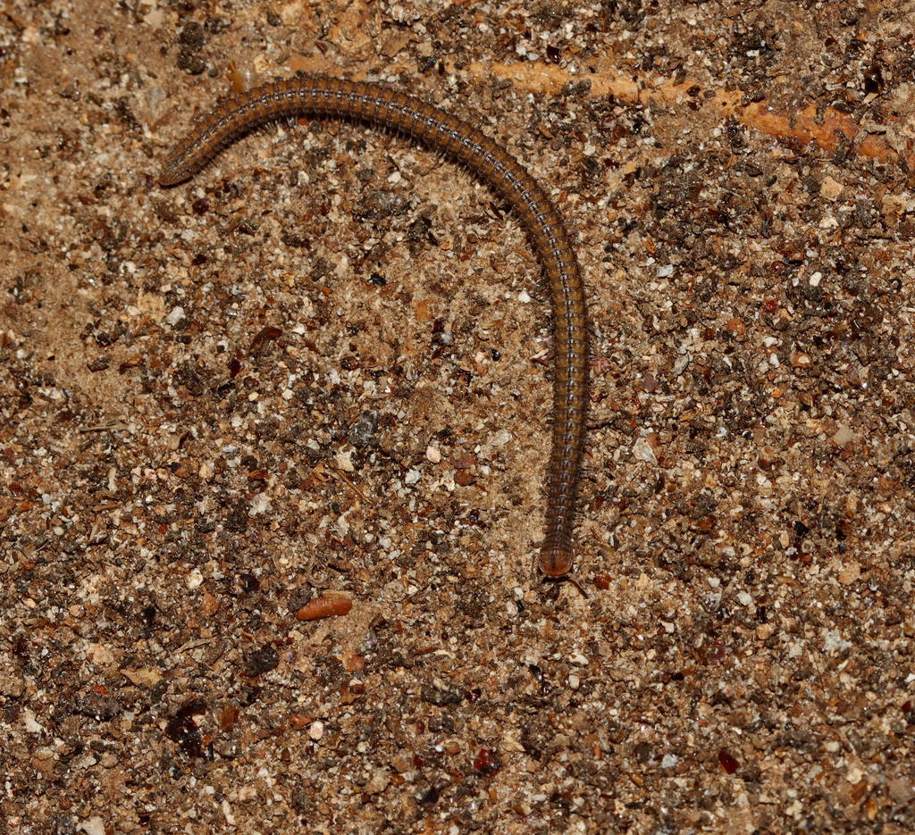 Plusioglyphiulus phra