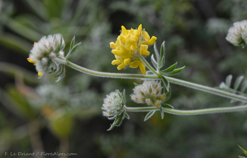 Anthyllis polycephala