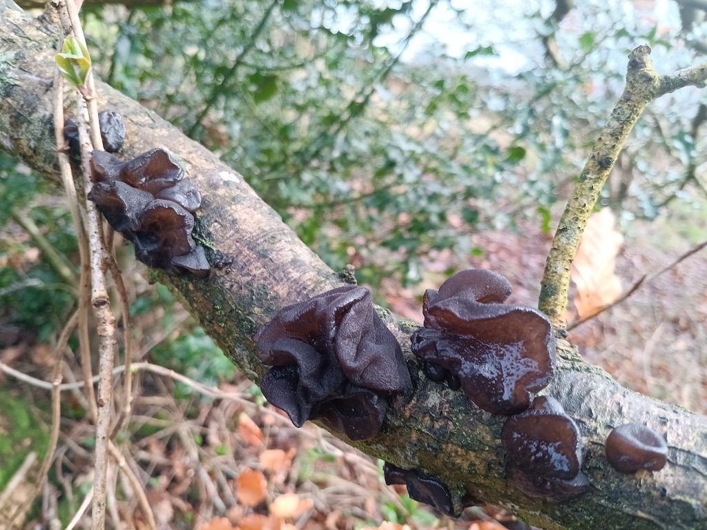 Exidia glandulosa · January 2026 · photo: © considerthelilies (iNaturalist, cc-by)
