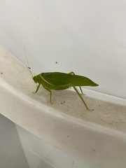 Paracaedicia serrata