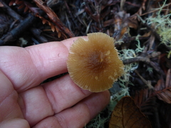 Pluteus romellii