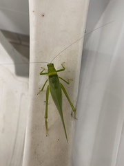 Paracaedicia serrata