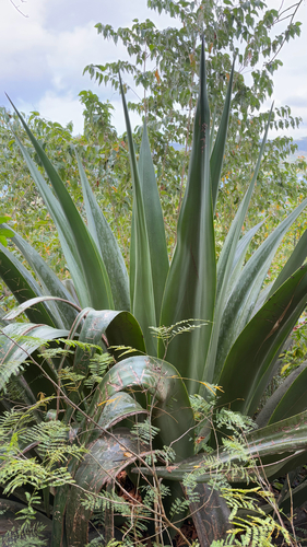Agave karatto