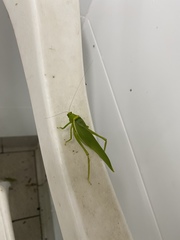 Paracaedicia serrata