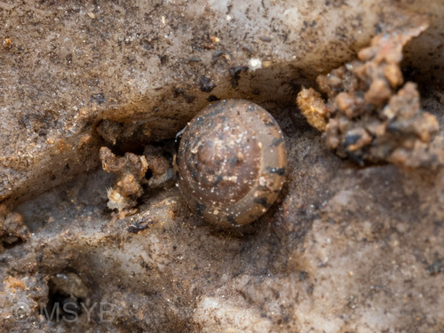 Kaliella depressa, 2025-12-28