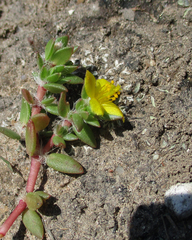 Portulaca quadrifida image