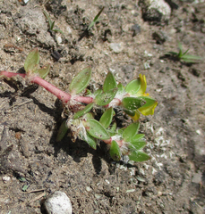 Portulaca quadrifida image