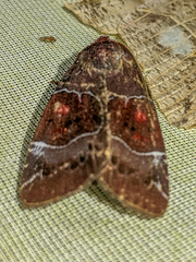 Hampsonodes mastoides