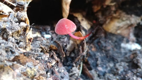 iNaturalist observation photo of red pinwheel