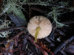Pluteus romellii