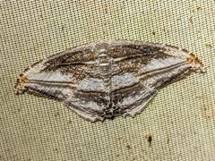 Morphomima fulvitacta