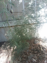 Senna artemisioides
