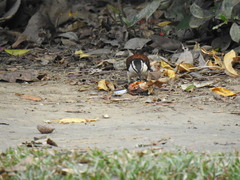 Campylorhynchus chiapensis