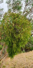 Amyema miquelii
