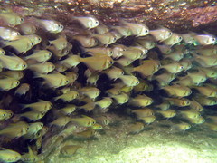 Pempheris compressa