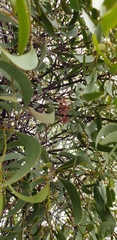 Amyema miquelii