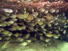Pempheris compressa