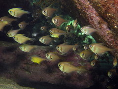 Pempheris affinis