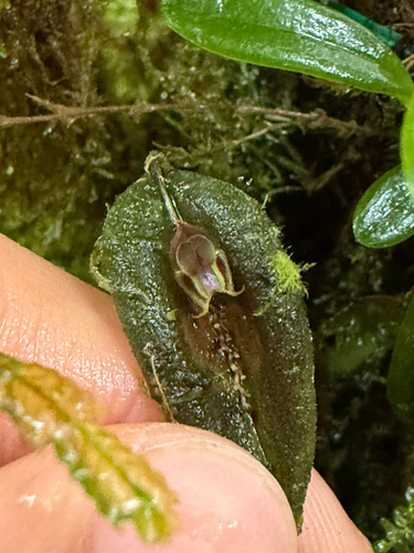 Lepanthes manabina, photograph 6