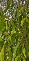 Amyema miquelii