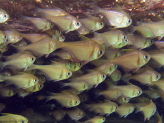 Pempheris compressa