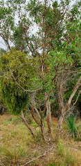 Amyema miquelii