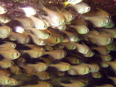 Pempheris compressa