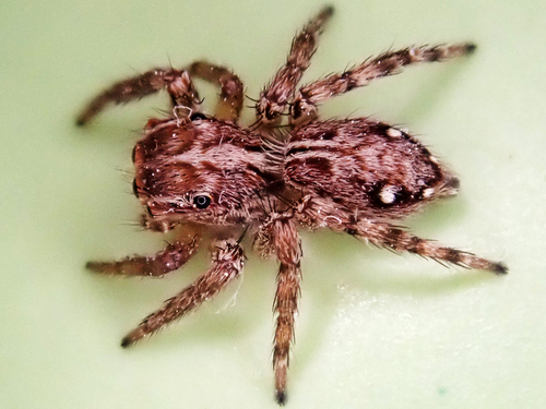 Pantropical Jumping Spider