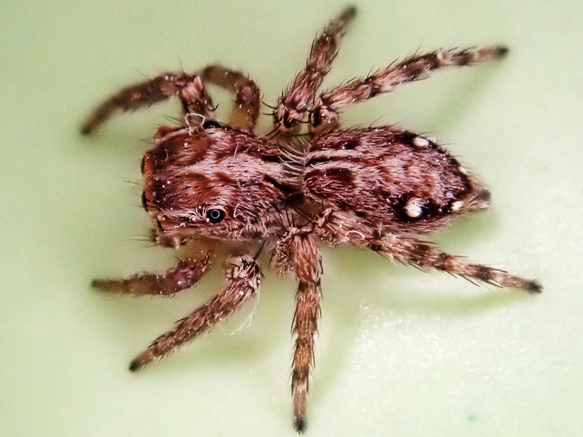 Jumping spider - Wikipedia