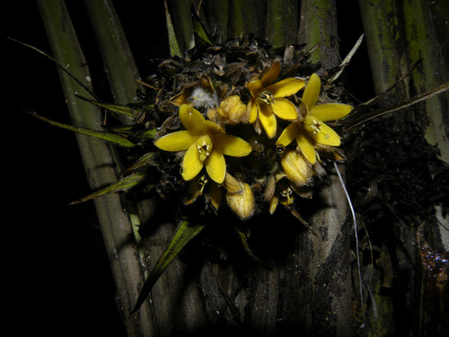 Curculigo capitulata