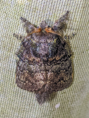 Lasiocampoidea