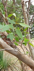 Eucalyptus fasciculosa