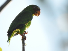 Amazona albifrons