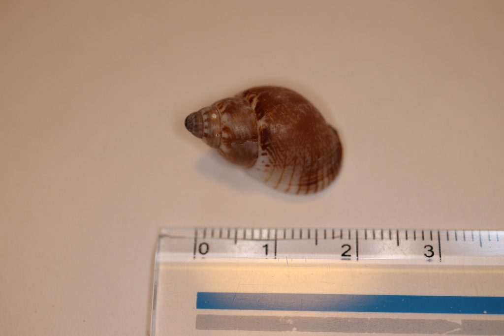 Nassarius sufflatus