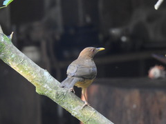 Turdus grayi