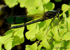 Aristocypha trifasciata