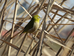 Zosterops japonicus