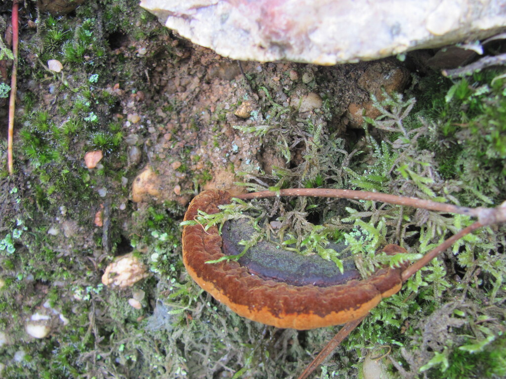 Fuscoporia torulosa · January 2026 · photo: © zebedeugalinha (iNaturalist, cc-by)