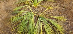 Aciphylla glaucescens