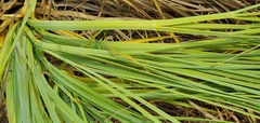 Aciphylla glaucescens