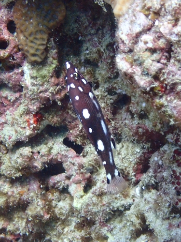 Bodianus neilli observed 2025-12-30